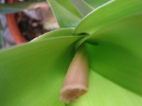 Onion plant.jpg