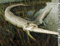 story.python.ap.jpg
