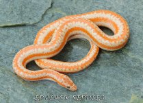 1A Albino Rosy Boa. 031_edited-1.jpg