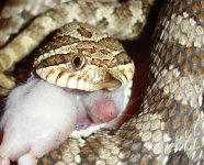 smeigettefeeding_web_2.jpg