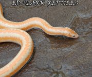 1A Albino Rosy Boa. 068_edited-1 copy.jpg