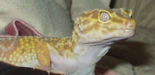 fi albino.jpg