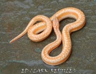 1A Albino Rosy Boa. 043_edited-1.jpg