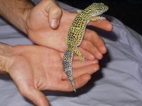 gecko3.jpg
