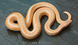 1A Albino Rosy Boa. 075_edited-1.jpg