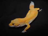 baldytangmale.jpg