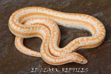 1A Albino Rosy Boa. 009_edited-1.jpg