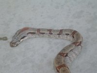 dead snake 003.jpg