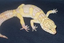 gecko 2.jpg