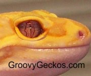 Purpleeye3.jpg