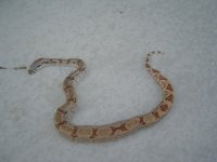 dead snake 002.jpg