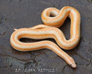 1A Albino Rosy Boa. 023_edited-1.jpg