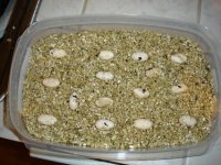 Beardie eggs 2.JPG