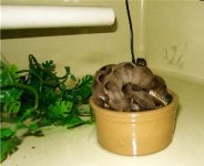 atb in bowl.jpg