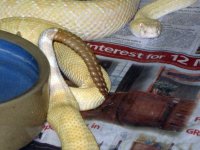Dallas strain albino atrox2.jpg