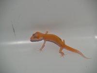 seraptor.JPG