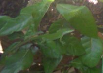 IMAGE_00015.jpg