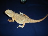 Beardie Shed 2.JPG