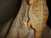 Beardie Shed.JPG