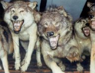 AWG_WolfPackAttack.jpg