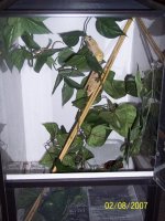 Crested Set up.JPG