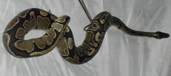POSS AXAN FEMALE.jpg