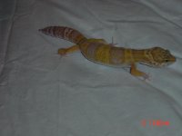 dsc00824.jpg