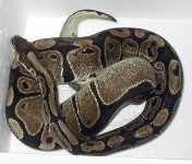 POSS AXAN FEMALE1.jpg