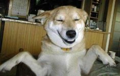 Smiley Dog.jpg