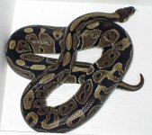 POSS AXAN MALE 1a.jpg