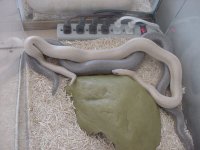 Rosy Copulation 9.JPG