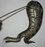 POSS AXAN MALE 2.jpg