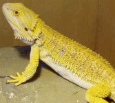 Dragon pics 083 (2).jpg