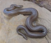 Coastal Unicolor SD FC 1.jpg