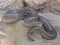 Coastal Unicolor SD FC 3.jpg