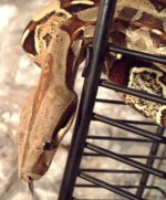 snakes1 005.jpg