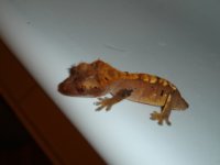 DSC04115.jpg