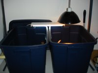 Beardie Baby Bins.JPG