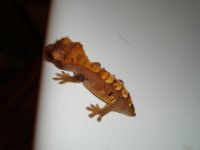 DSC04116.jpg