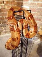snakes1 031.jpg