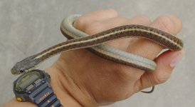Smeagol2 3-Apr-05.jpg