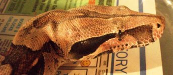 Snakes 016.jpg