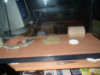 gecko tank.jpg