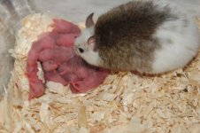 1 St. Litter Mom 008 (640 x 426).jpg