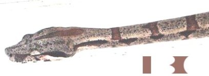 neckmarkings.jpg