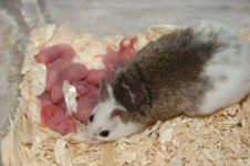 1 St. Litter Mom 009 (640 x 426).jpg