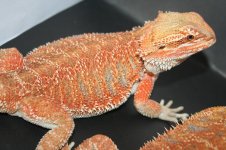 sandfire 100% het trans female.jpg