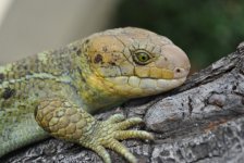 DSC_2020-1.jpg