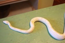 IMG_1872.jpg
