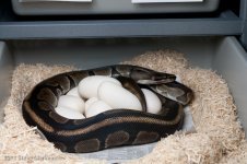 9 viable eggs March 28 2011.jpg